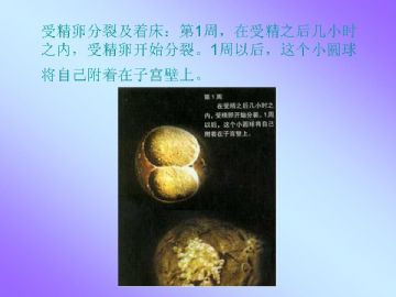 ZT-胚胎学-人体受孕全过程（图片）图9