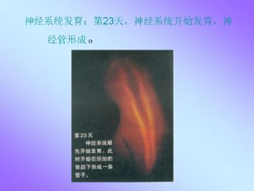 ZT-胚胎学-人体受孕全过程（图片）图10