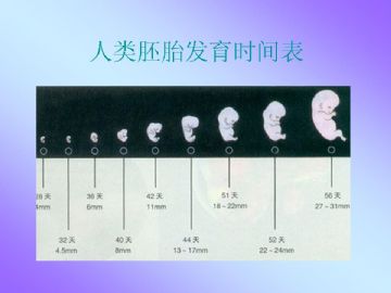 ZT-胚胎学-人体受孕全过程（图片）图13