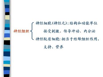 组织胚胎学-神经组织（图片）图2