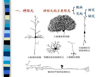 组织胚胎学-神经组织（图片）图3