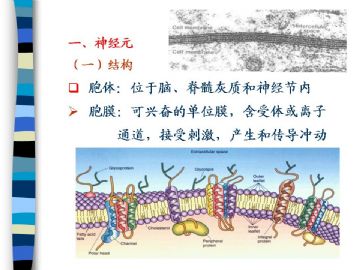 组织胚胎学-神经组织（图片）图4