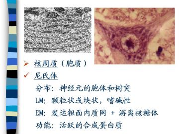 组织胚胎学-神经组织（图片）图6