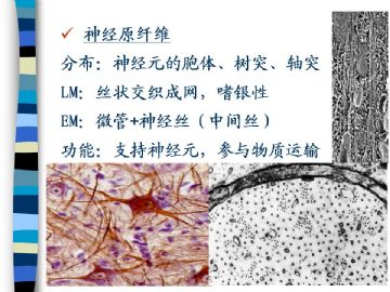 组织胚胎学-神经组织（图片）图7