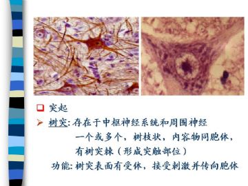 组织胚胎学-神经组织（图片）图8