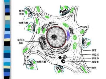 组织胚胎学-神经组织（图片）图9