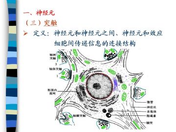 组织胚胎学-神经组织（图片）图14