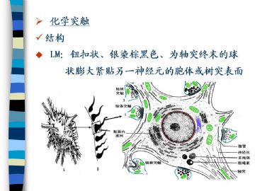 组织胚胎学-神经组织（图片）图16