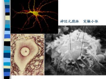 组织胚胎学-神经组织（图片）图17