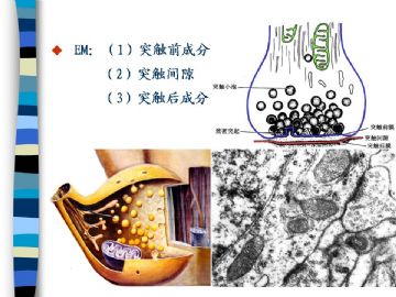 组织胚胎学-神经组织（图片）图18