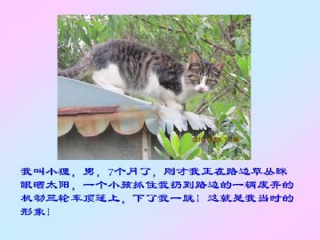 我家小猫的故事图1