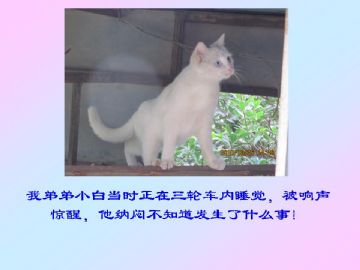 我家小猫的故事图2