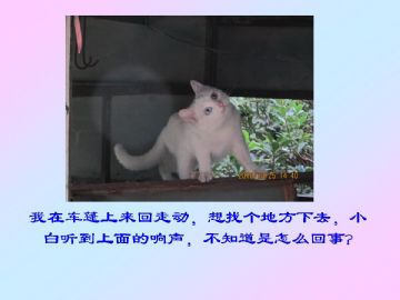 我家小猫的故事图3