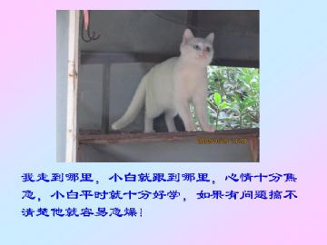 我家小猫的故事图4