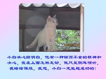 我家小猫的故事图5