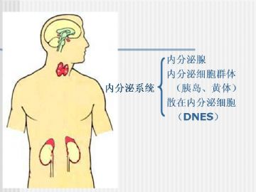 组织胚胎学-内分泌系统（图片）图2