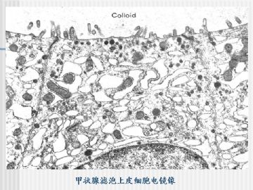 组织胚胎学-内分泌系统（图片）图10