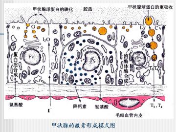 组织胚胎学-内分泌系统（图片）图12