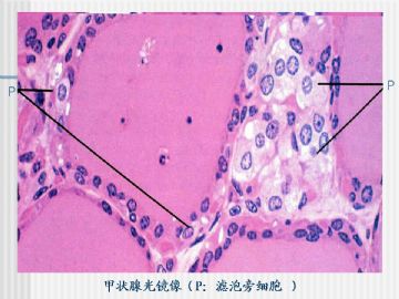 组织胚胎学-内分泌系统（图片）图15