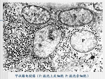 组织胚胎学-内分泌系统（图片）图18