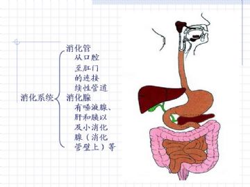 组织胚胎学-消化系统（图片）图2