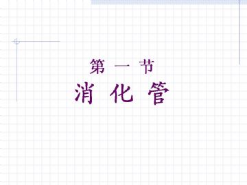 组织胚胎学-消化系统（图片）图3