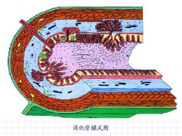 组织胚胎学-消化系统（图片）图4