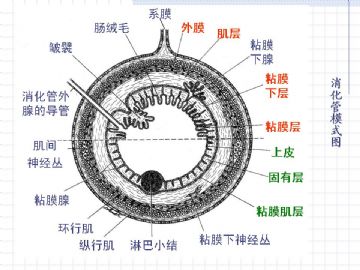 组织胚胎学-消化系统（图片）图5