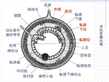 组织胚胎学-消化系统（图片）图7