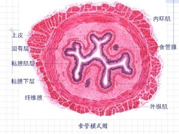 组织胚胎学-消化系统（图片）图9