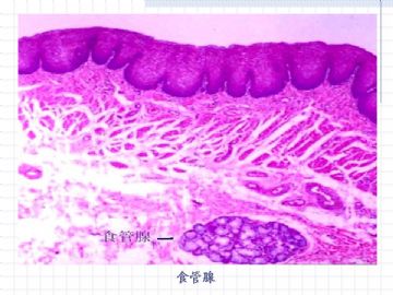 组织胚胎学-消化系统（图片）图10