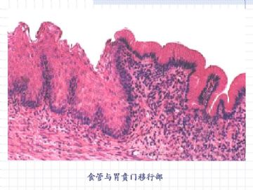 组织胚胎学-消化系统（图片）图13