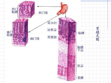 组织胚胎学-消化系统（图片）图14