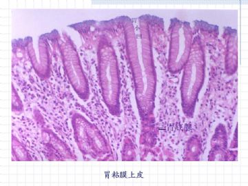 组织胚胎学-消化系统（图片）图15