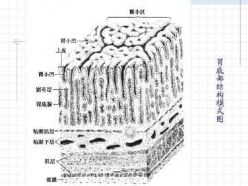 组织胚胎学-消化系统（图片）图17