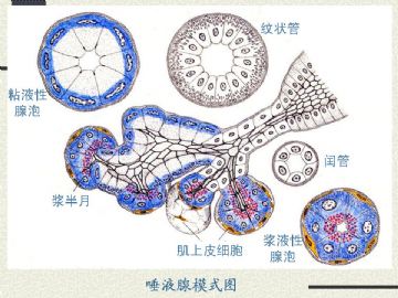 组织胚胎学-消化系统2（图片）图3