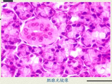 组织胚胎学-消化系统2（图片）图6