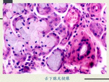 组织胚胎学-消化系统2（图片）图8