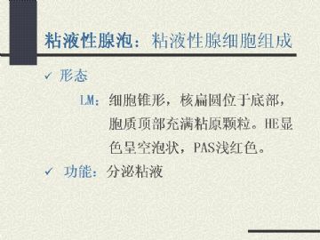 组织胚胎学-消化系统2（图片）图9