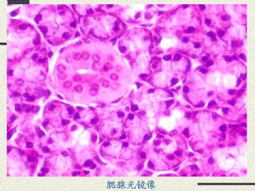 组织胚胎学-消化系统2（图片）图14