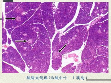 组织胚胎学-消化系统2（图片）图17