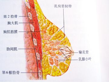 乳腺组织学图2