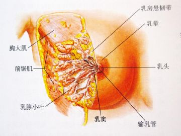 乳腺组织学图3