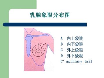 乳腺组织学图4