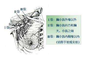 乳腺组织学图34