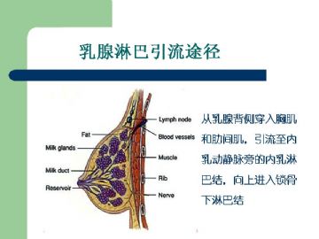 乳腺组织学图36