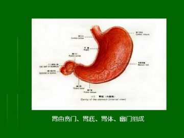 胃粘膜组织学图2