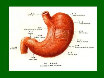 胃粘膜组织学图13