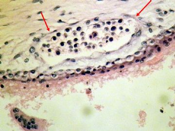 妊娠绒毛：是有核红细胞吗？图7