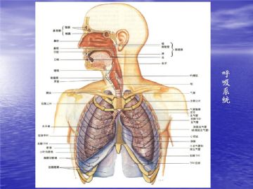 组织胚胎学-呼吸系统（图片）图2